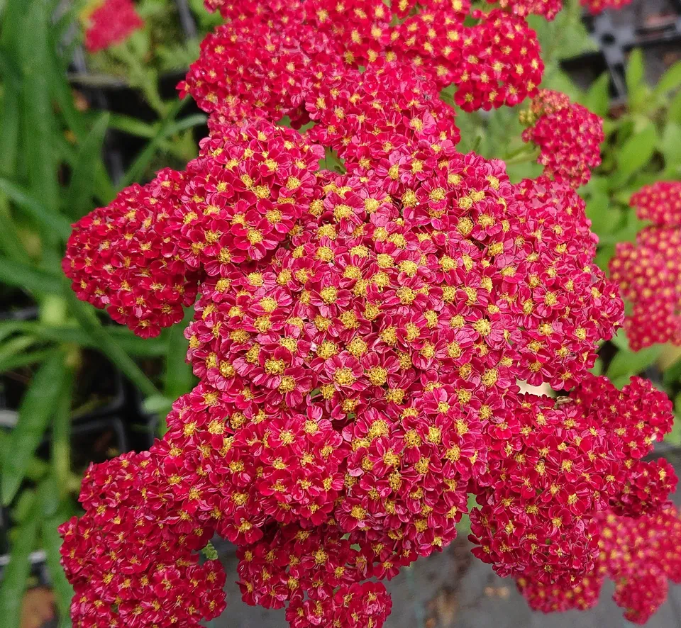Passion Vivaces Achillea Strawberry Seduction achillée rouge vivace pot