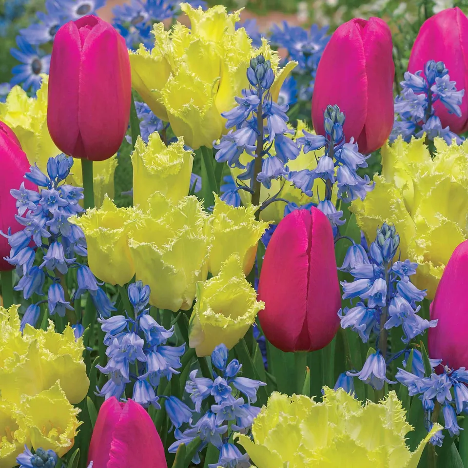 Bakker Bulbes à fleurs massif tricolore sachet 20 bulbes avril