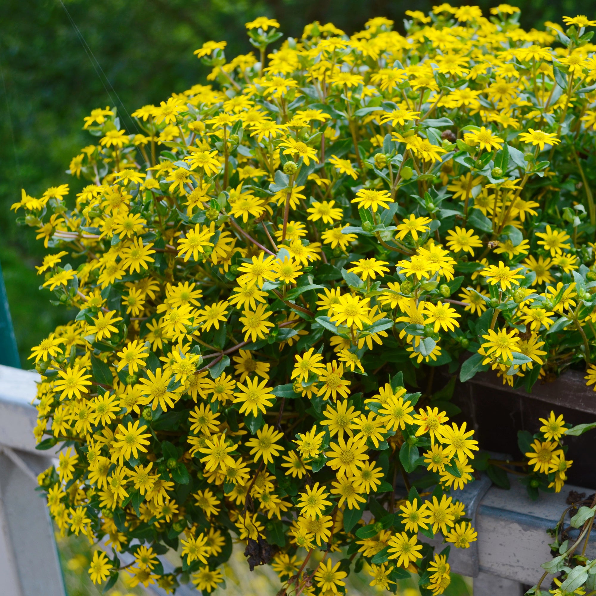 Bakker Sanvitalia jaune plante terrasse pot Ø13cm floraison été