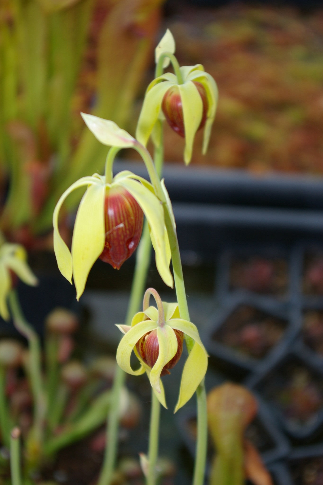 Carniflore Darlingtonia californica graines plante cobra sachet 10