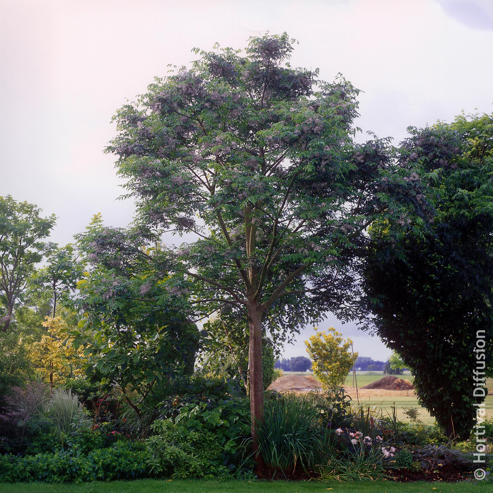 Bakker Margousier Lilas de Perse arbre violet 1L