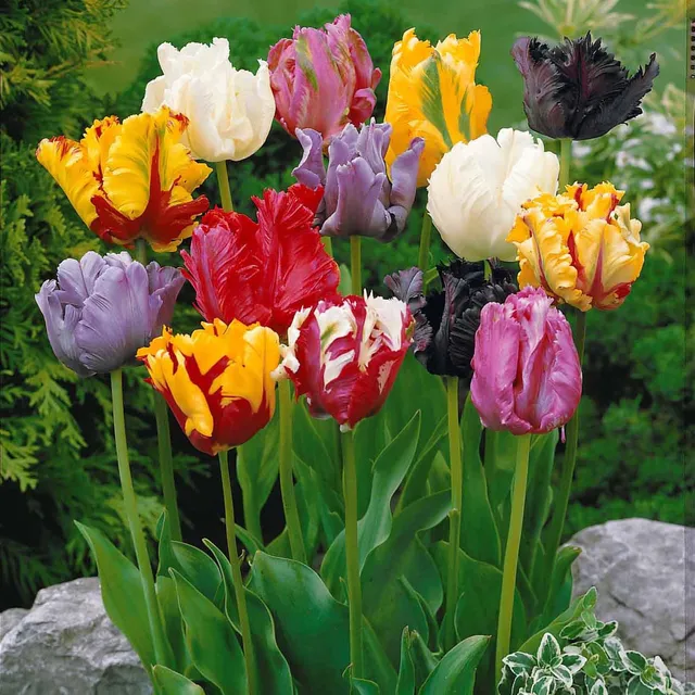 Bakker Tulipes perroquet sachet 15 bulbes mélange 50cm