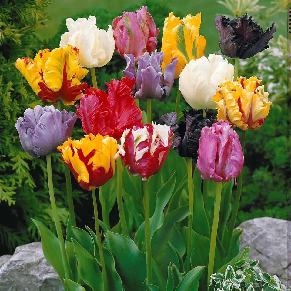 Bakker Tulipes perroquet sachet 15 bulbes mélange 50cm