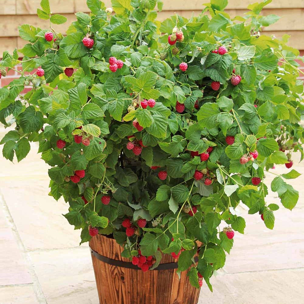 Bakker Fruitiers Framboisier Beauté rubis pot Ø 12cm compact