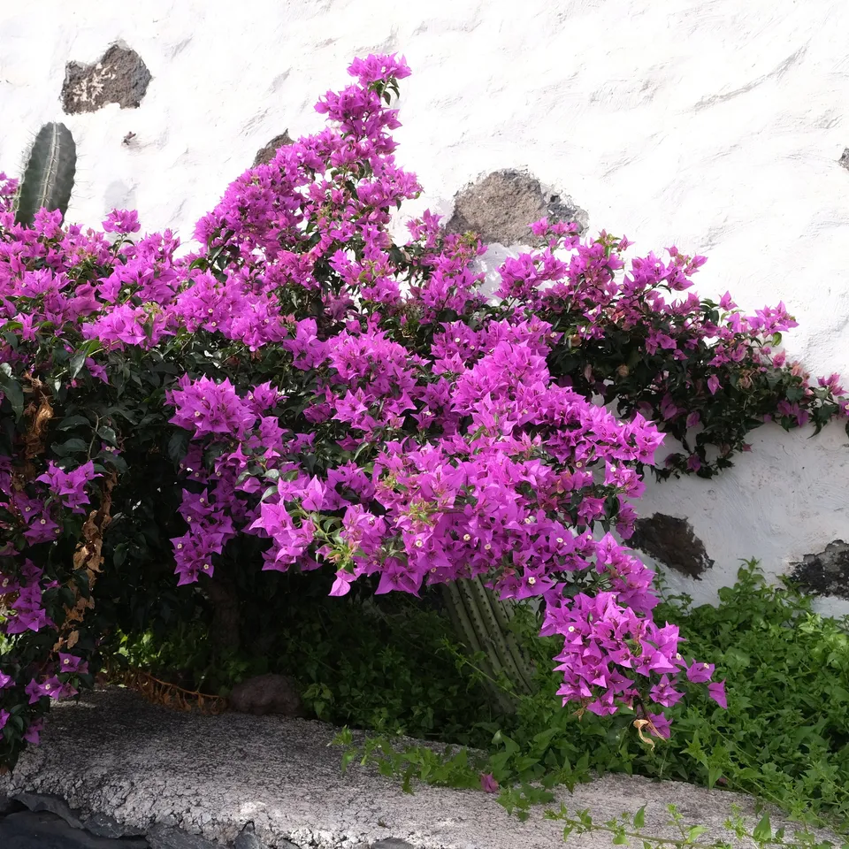 Bakker Bougainvillier Violet pot Ø12cm 30cm