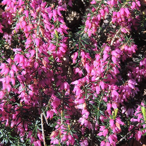 Bakker Bruyère Springwood Pink pot 8cm vivace rose