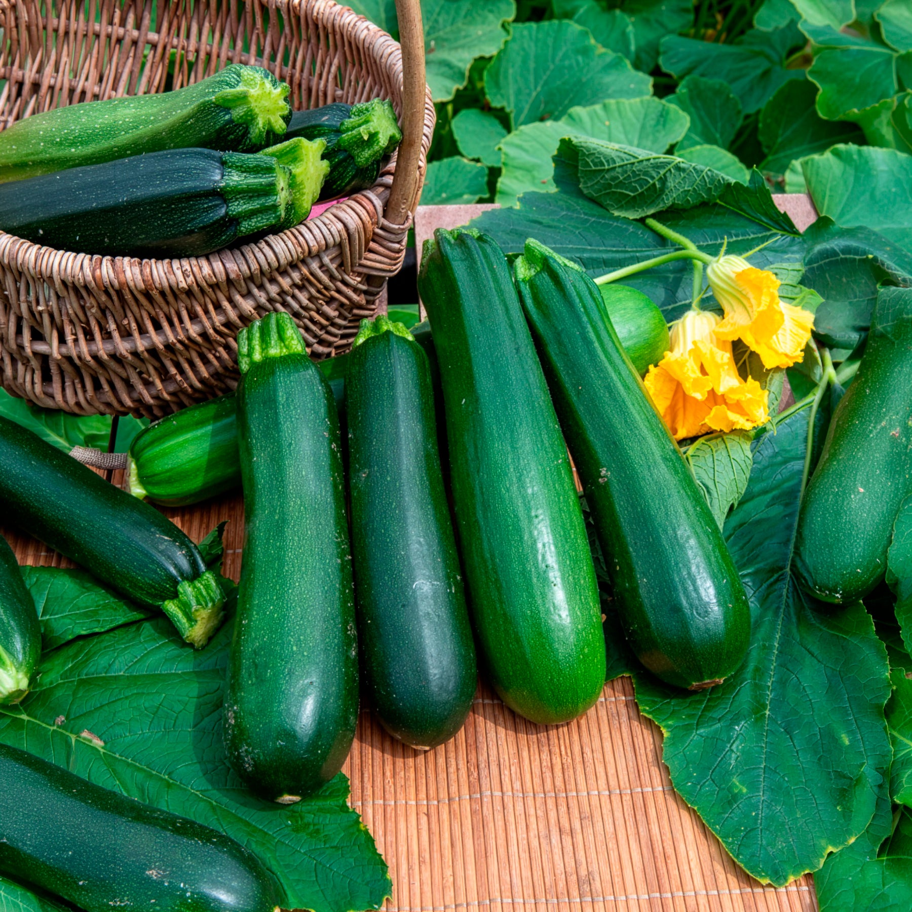 Bakker Potager Courgette Maraîchers Bio graines sachet 2g verte