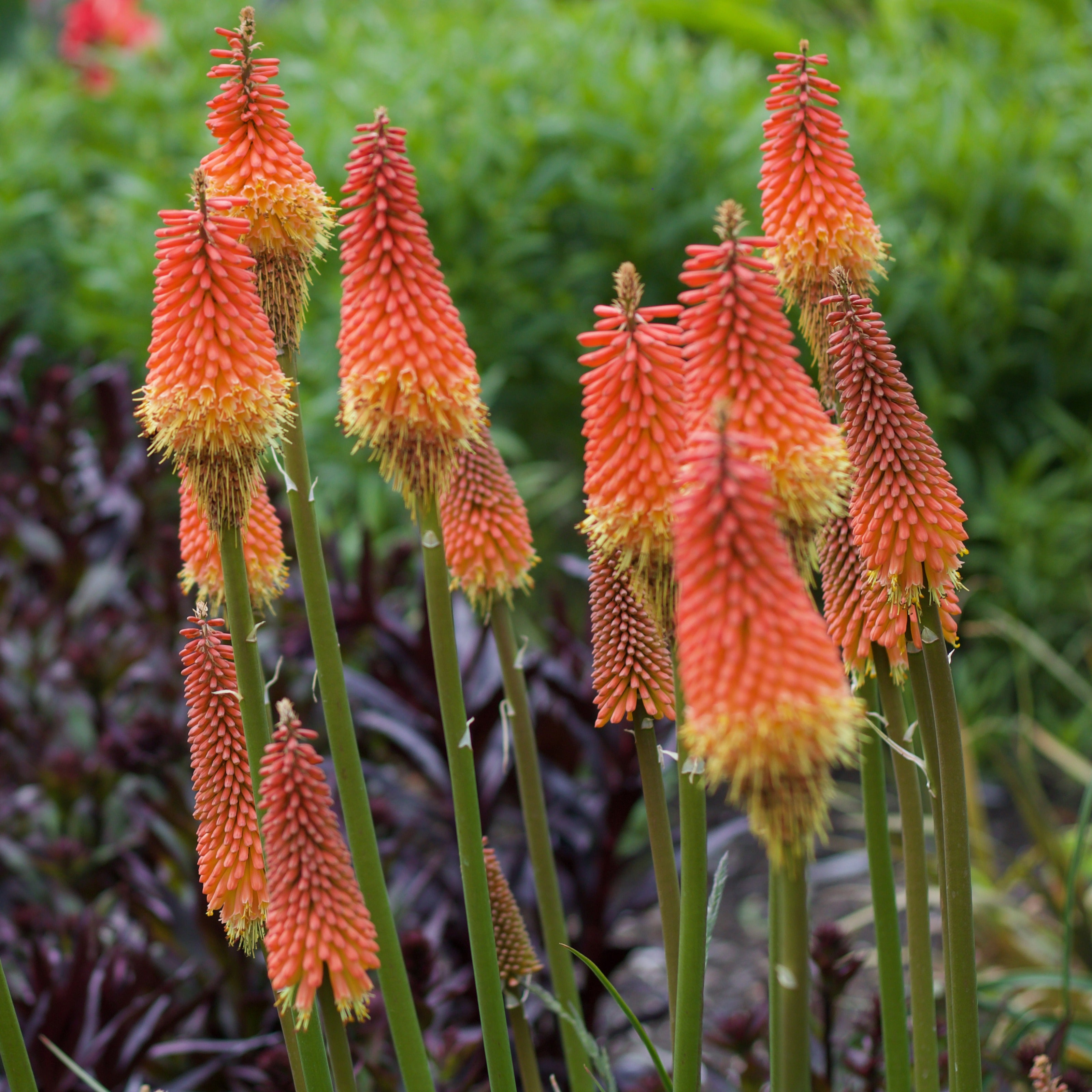 Bakker Tritoma Alcazar plante vivace racines nues x3 orange