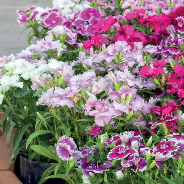 Bakker Oeillet poète Dianthus 3 pots Ø 9cm mélange couleurs
