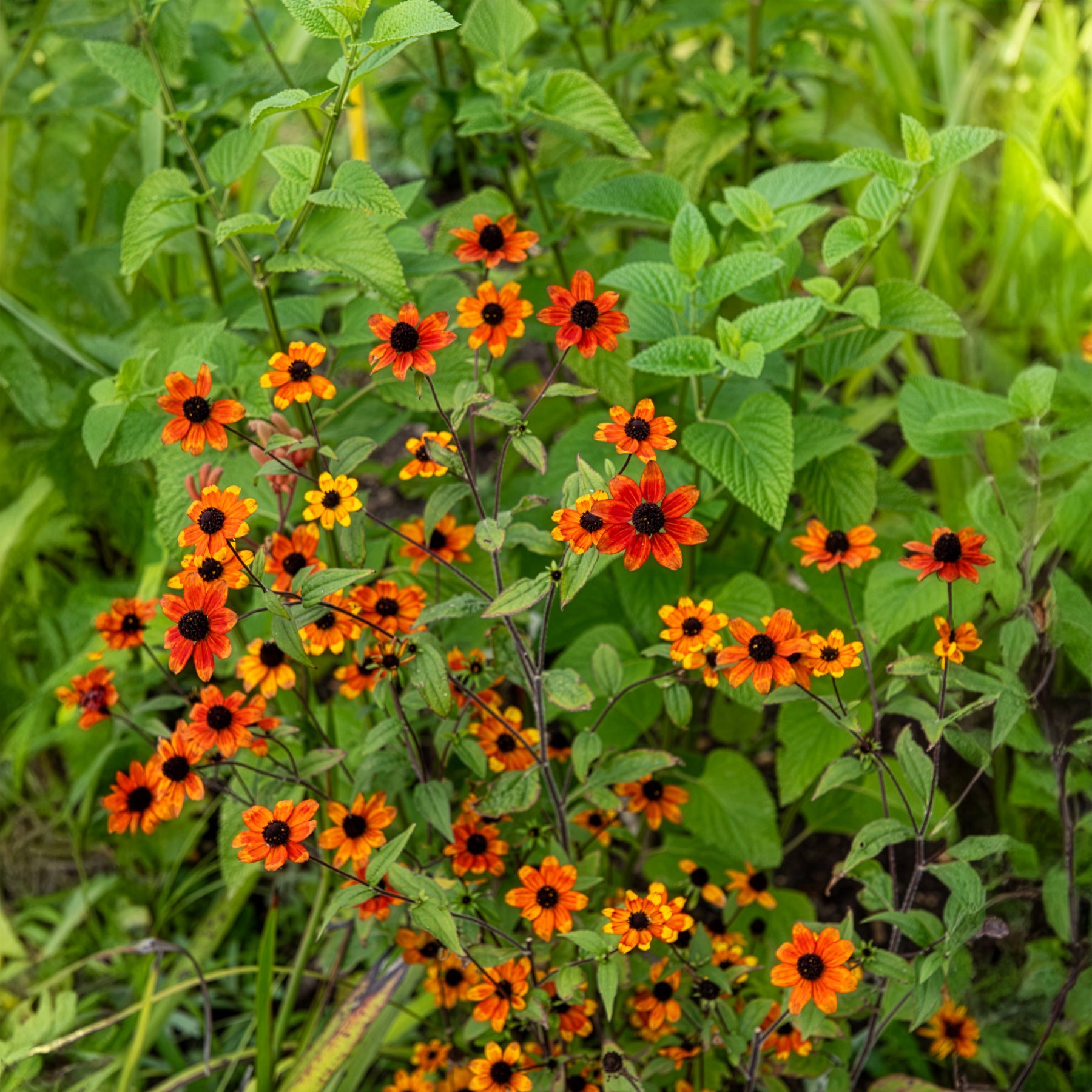 Bakker Rudbeckia Prairie Glow orange pot 9cm soleil