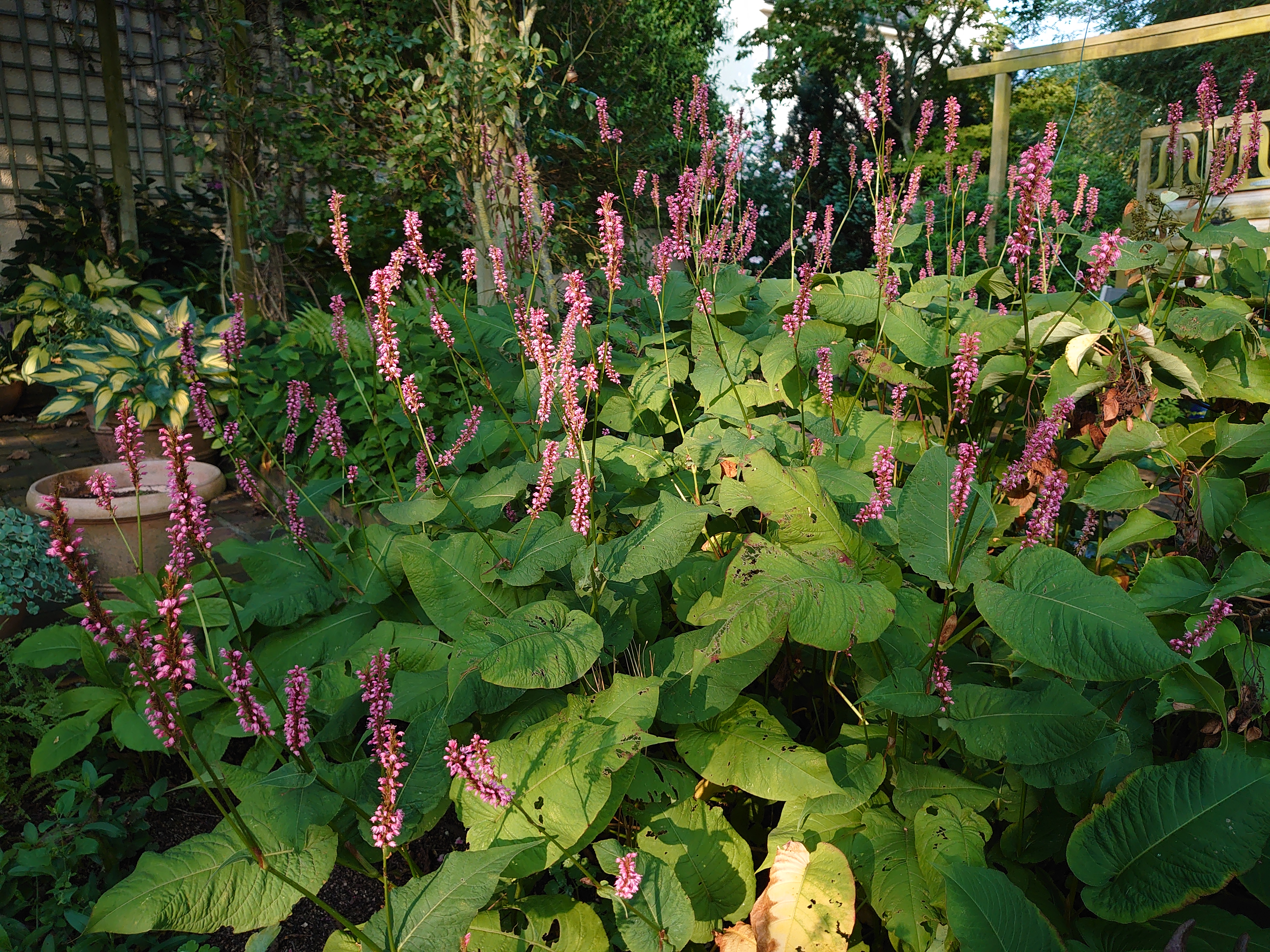 Passion Vivaces Persicaria amplexicaulis Betty Brandt plante rose godet