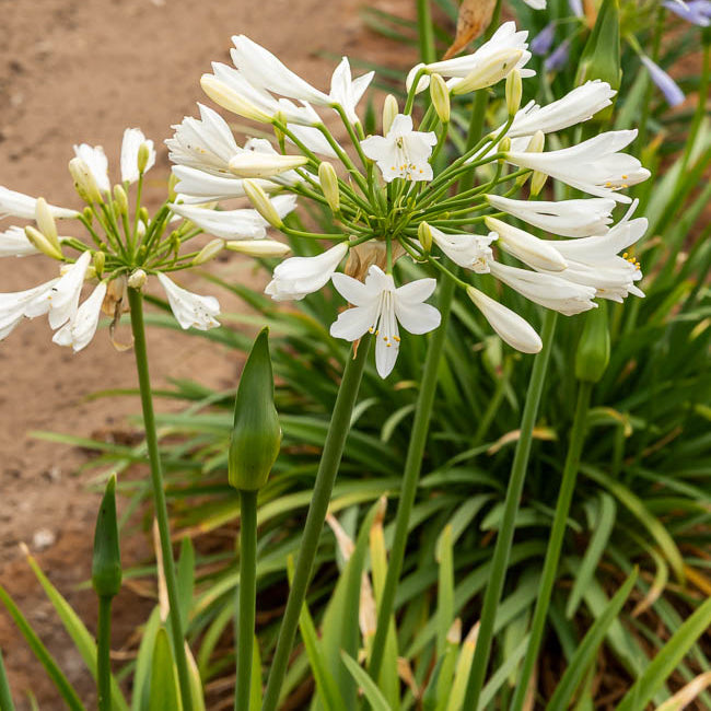 Bakker Plantes vivaces Agapanthe africaine blanche vivace pot 8cm