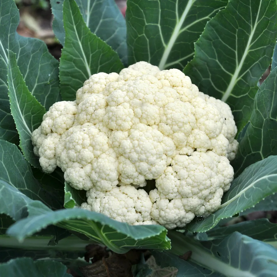 Bakker Chou-fleur Novia F1 plants potager 6 mottes chair blanche