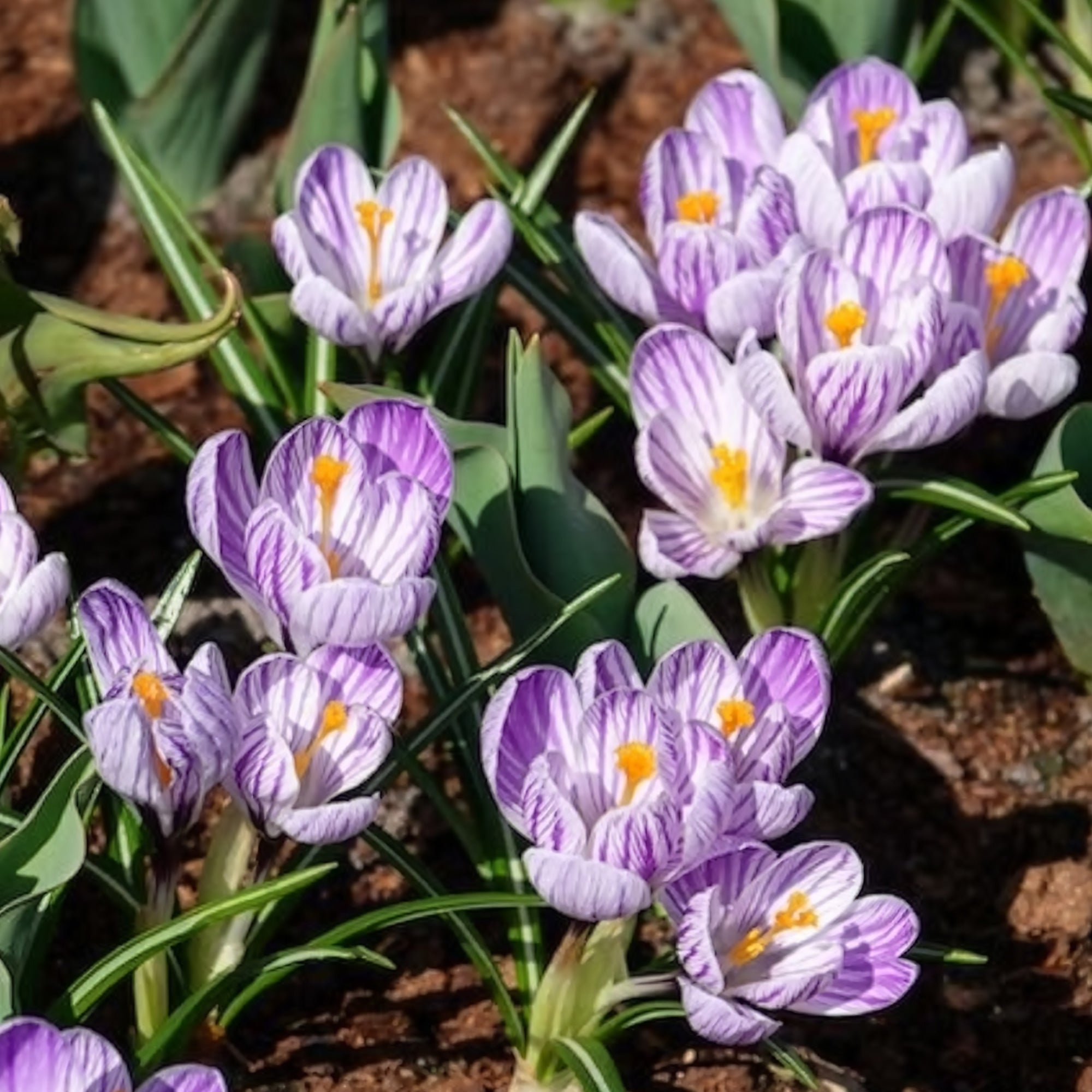 Bakker Crocus Pick Wick bulbe violet 15 bulbes février