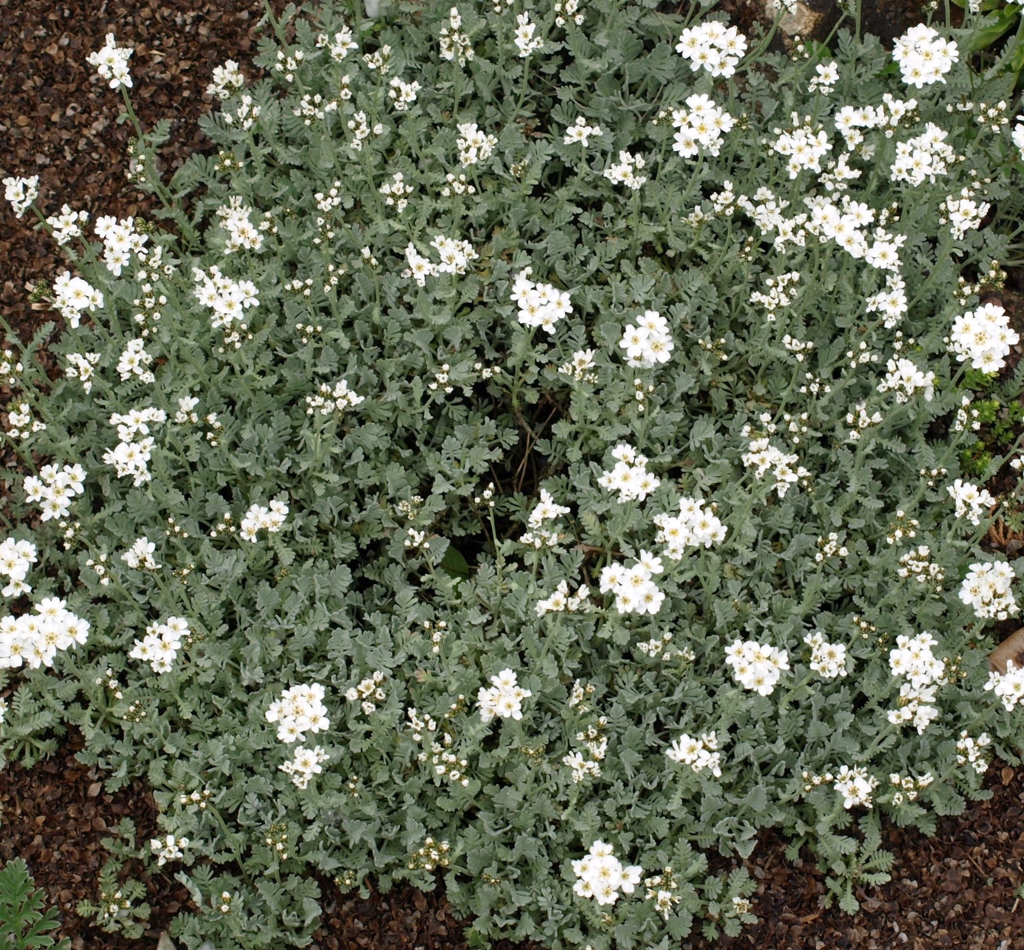 Passion Vivaces Achillea Umbellata plante vivace blanche