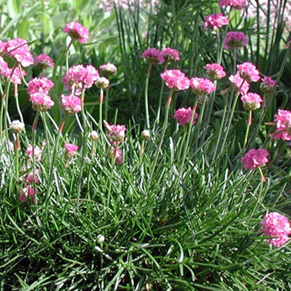 Bakker Gazon d'Espagne Splendens graine sachet 80 graines fuchsia