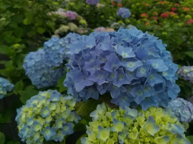 Hortensias du Haut Bois Hydrangea macrophylla Kuhnert hortensia godet