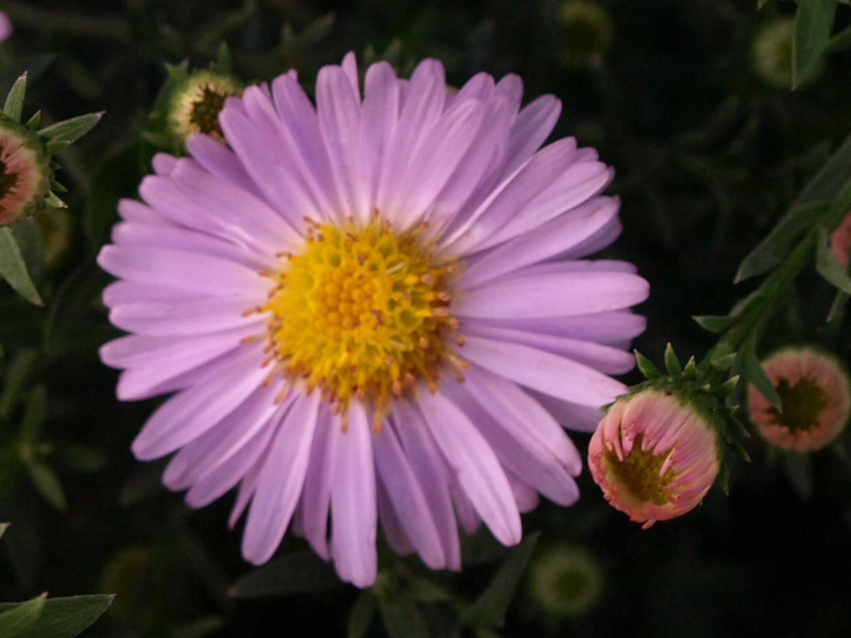 Passion Vivaces Aster novi-belgii Angela Peel plante vivace godet rose clair