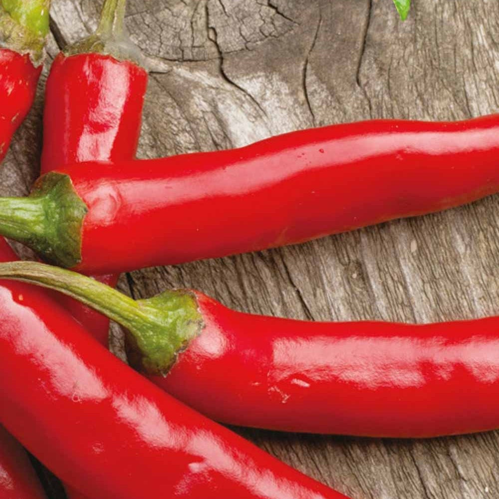Bakker Piment Westlandse lange rode Bio graines sachet 25 rouge long