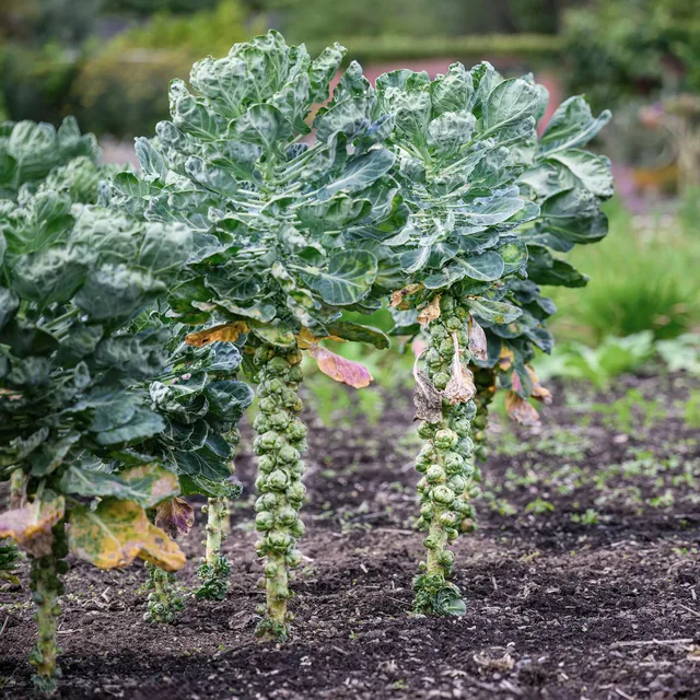 Bakker Bright F1 chou de Bruxelles plant potager 6 mottes doux