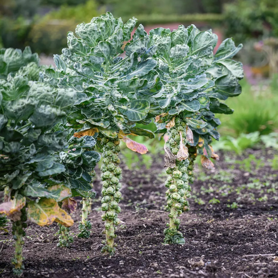 Bakker Bright F1 chou de Bruxelles plant potager 6 mottes doux