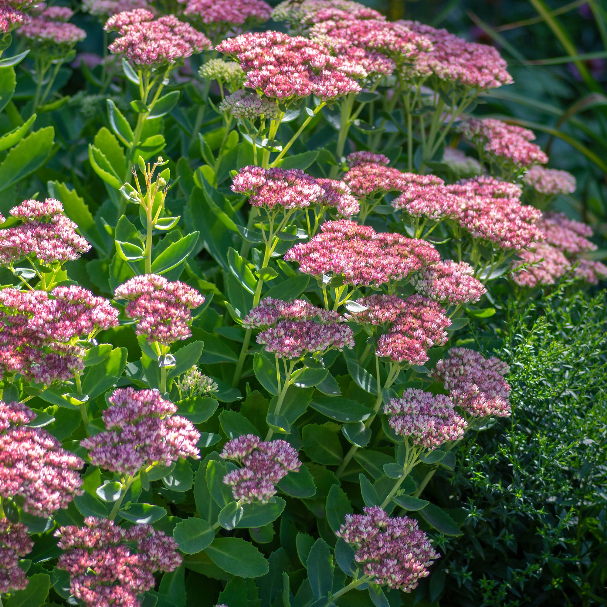 Bakker Sedum spectabile Orpin d'automne vivace rose pot 9cm