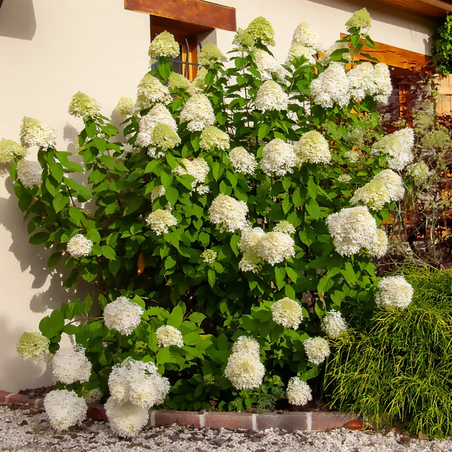 Bakker Hortensia Limelight paniculé pot 8cm vert
