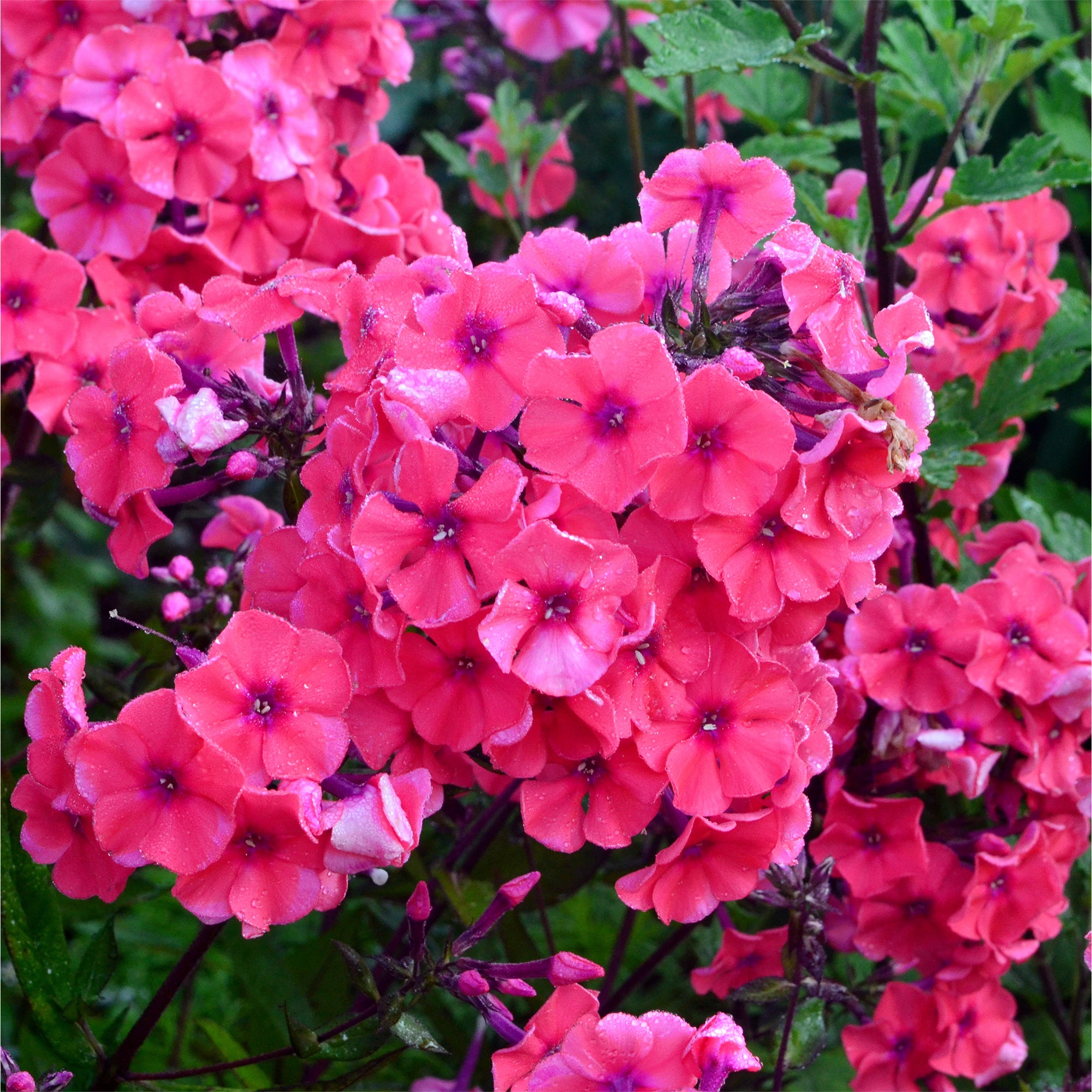 Bakker Starfire phlox paniculé pot Ø9cm rouge carmin