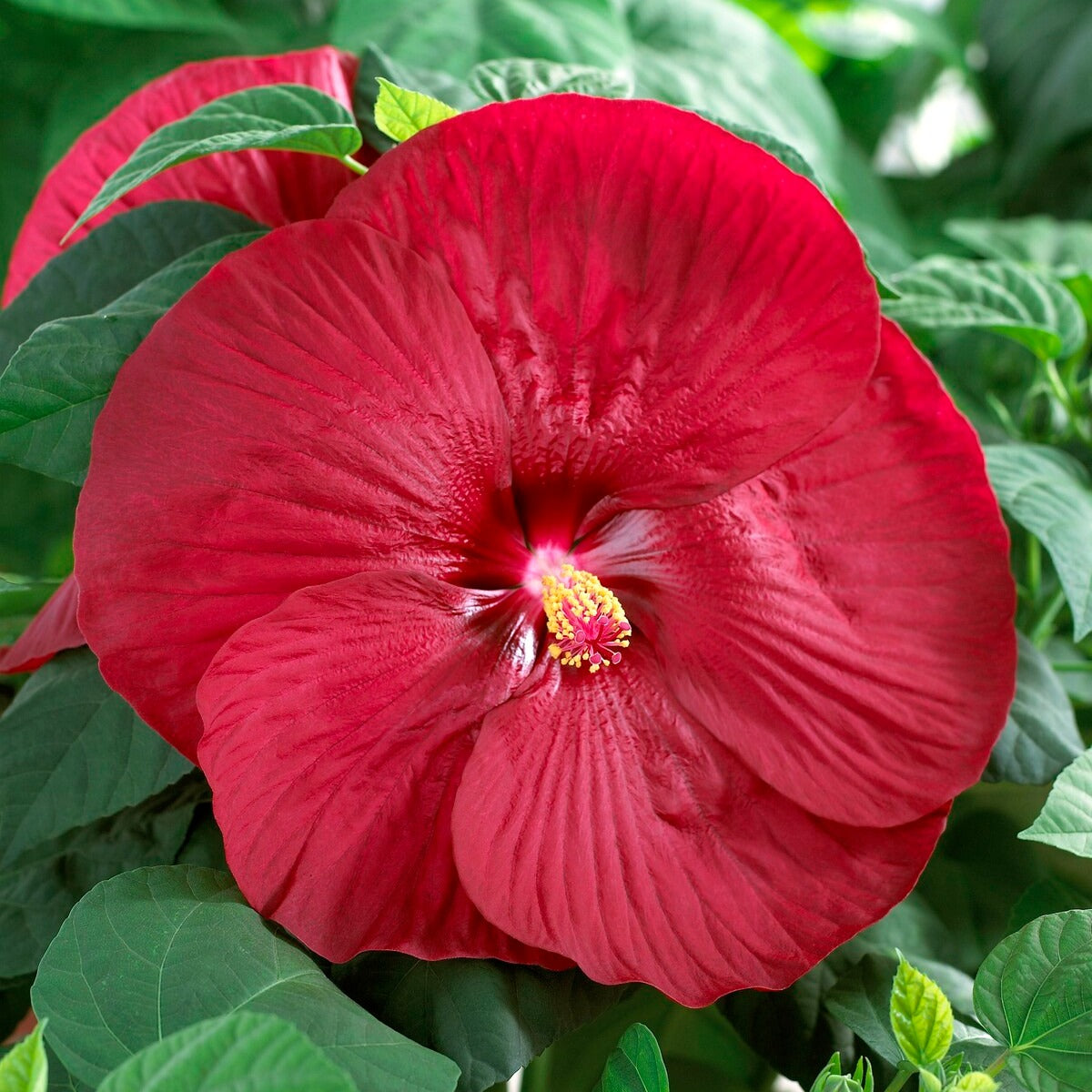 Bakker Arbustes Hibiscus Luna Red arbuste pot 10cm géant