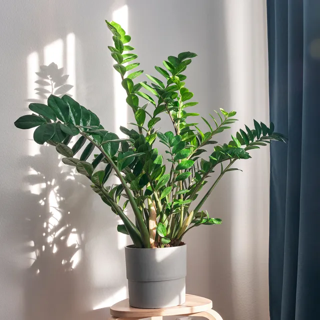 Bakker Zamioculcas plante verte pot 13cm 35cm facile