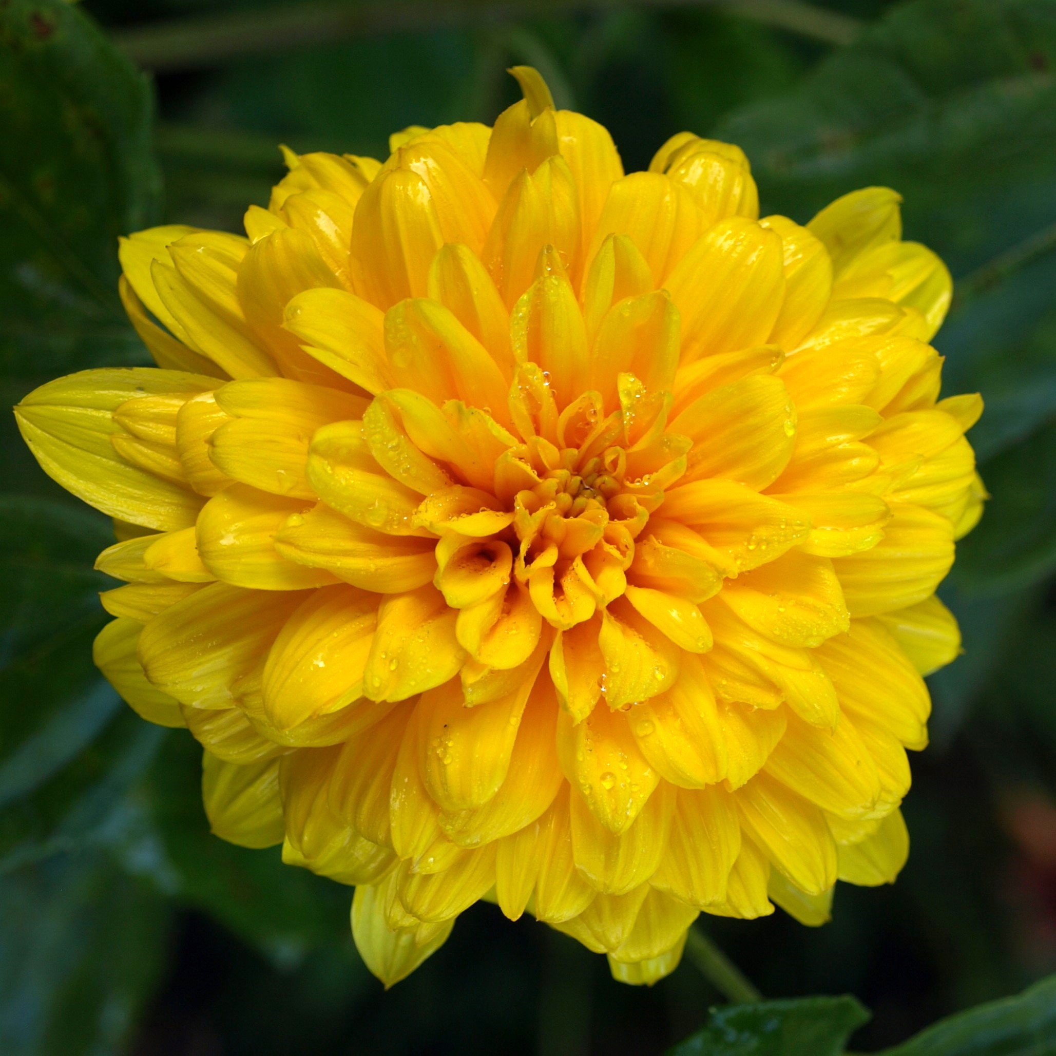 Passion Vivaces Helianthus decapetalus Golden Ball plante godet jaune