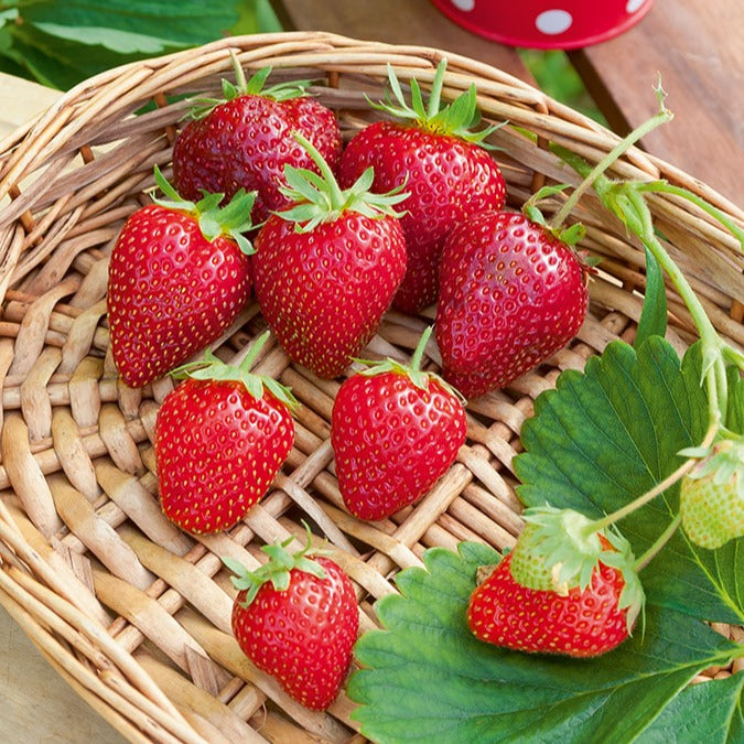 Bakker Fraisier Cirafine 5 racines nues remontant