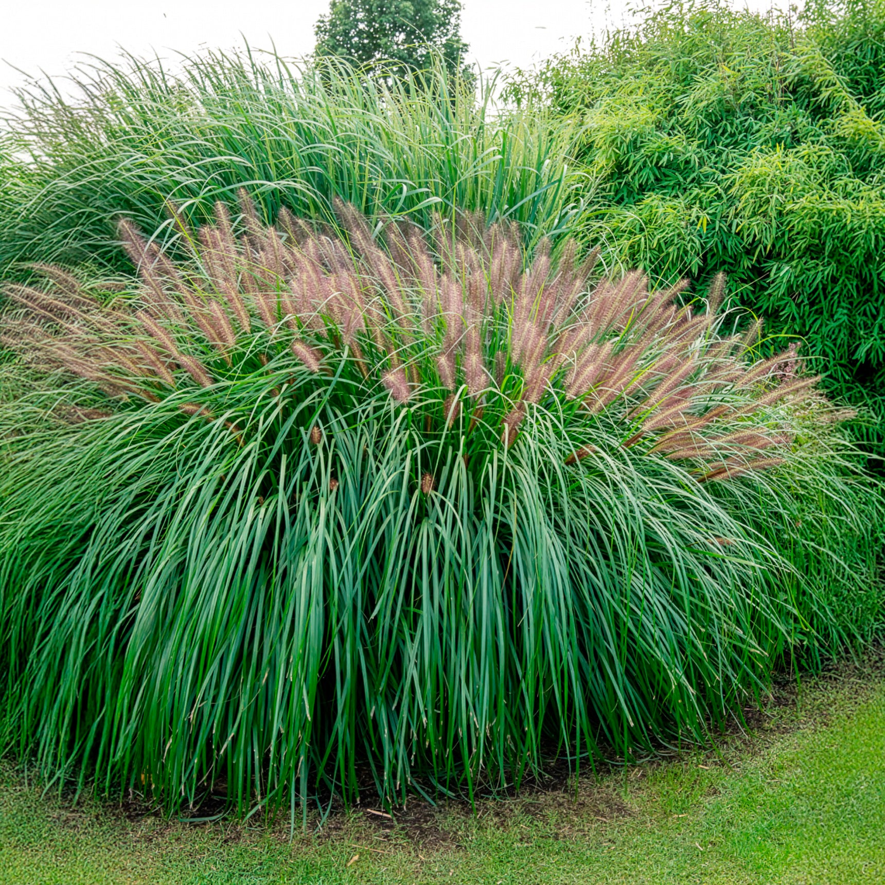 Bakker Pennisetum Red Head graminée pot Ø 9cm soleil