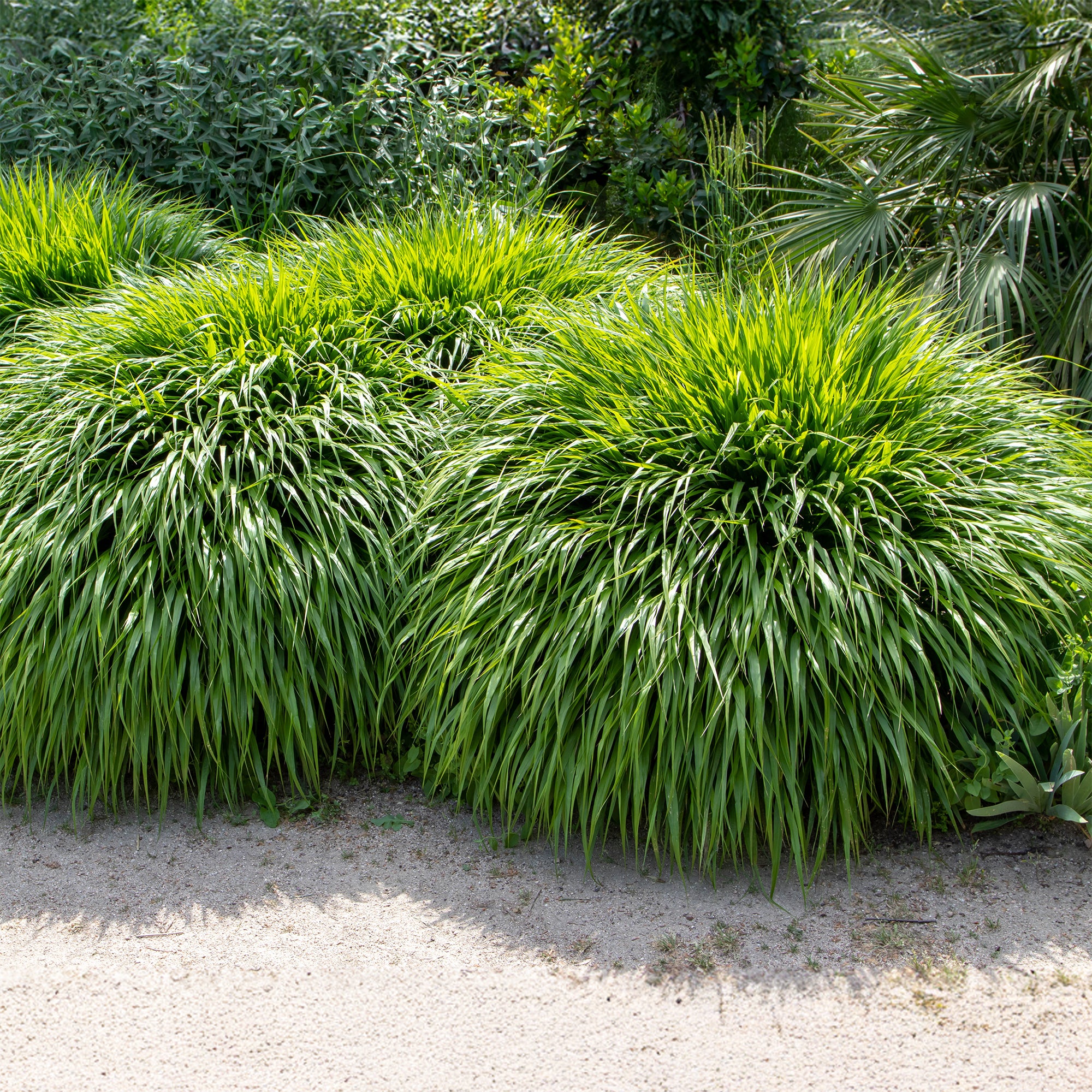 Bakker Herbe du Japon graminée d'ombre verte pot Ø 9cm