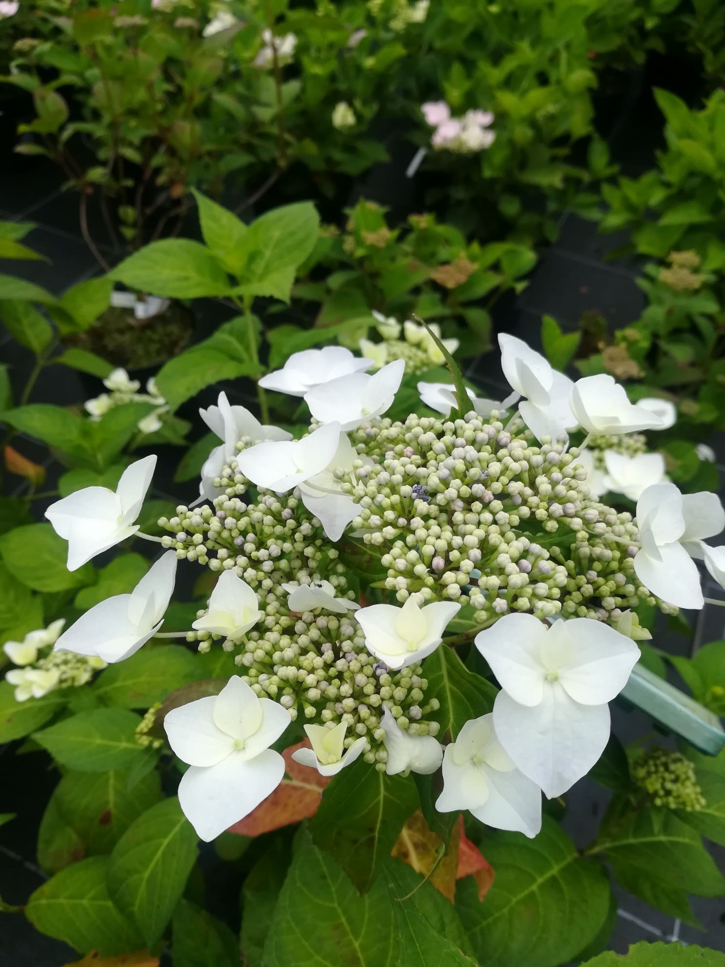 Les Hortensias du Haut Bois Veitchii hortensia macrophylla blanc