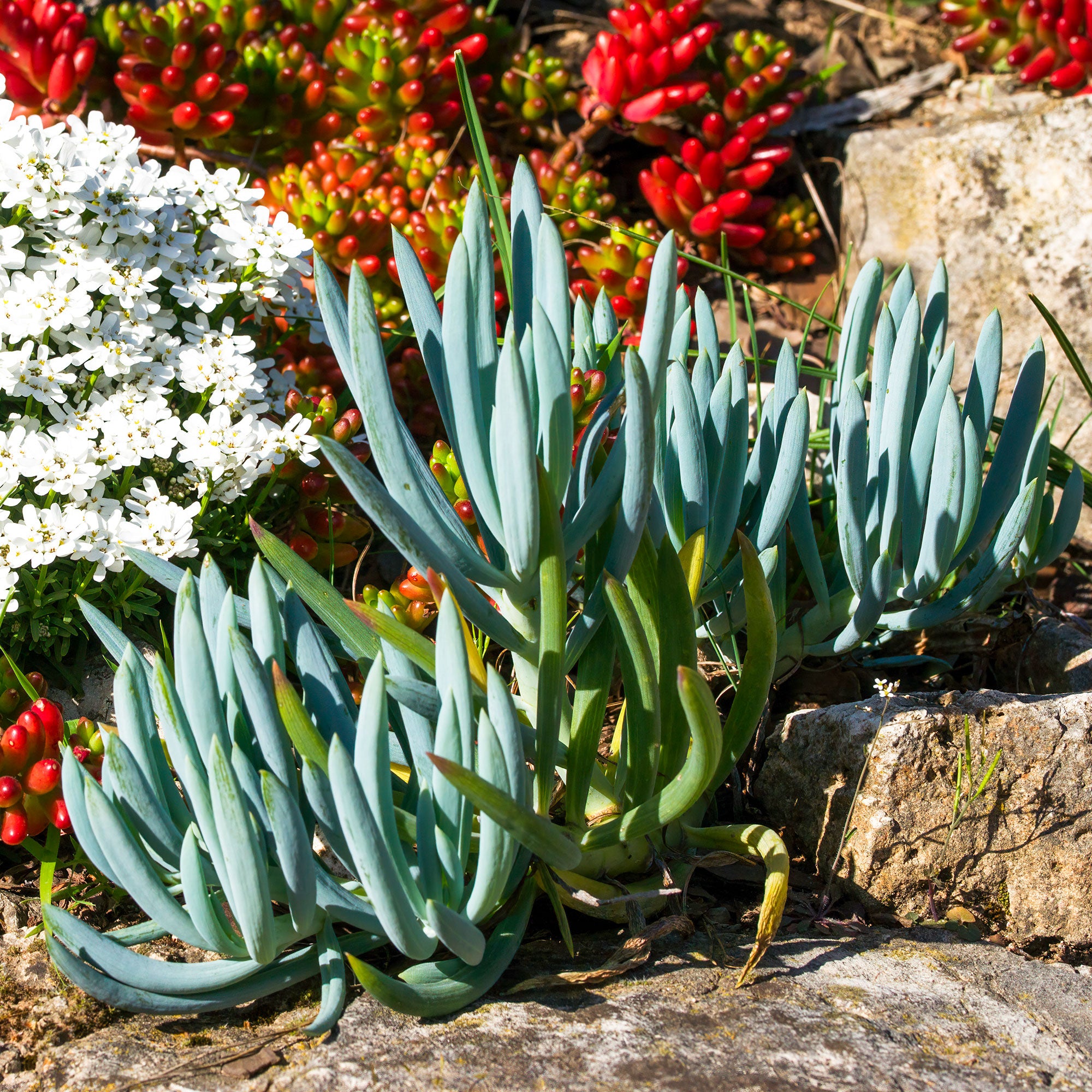 Bakker Séneçon Senecio mandraliscae plante grasse pot Ø 9cm bleu