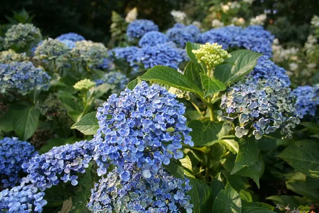 Les Hortensias du Haut Bois Ayesha hortensia fleurs rondes godet