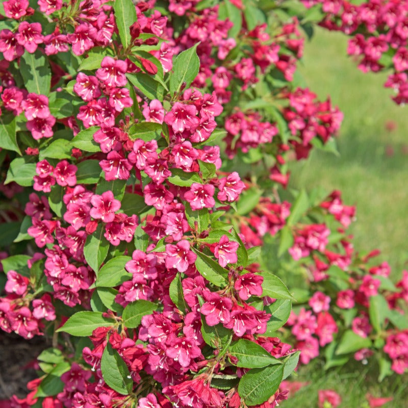 Bakker Weigela Bristol Ruby Fuchsia Pot 1,5L 30-40cm