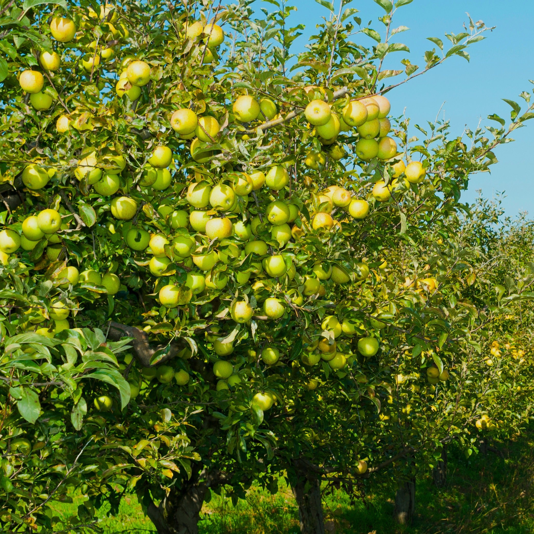 Bakker Golden Delicious pommier motte demi-tige jaune