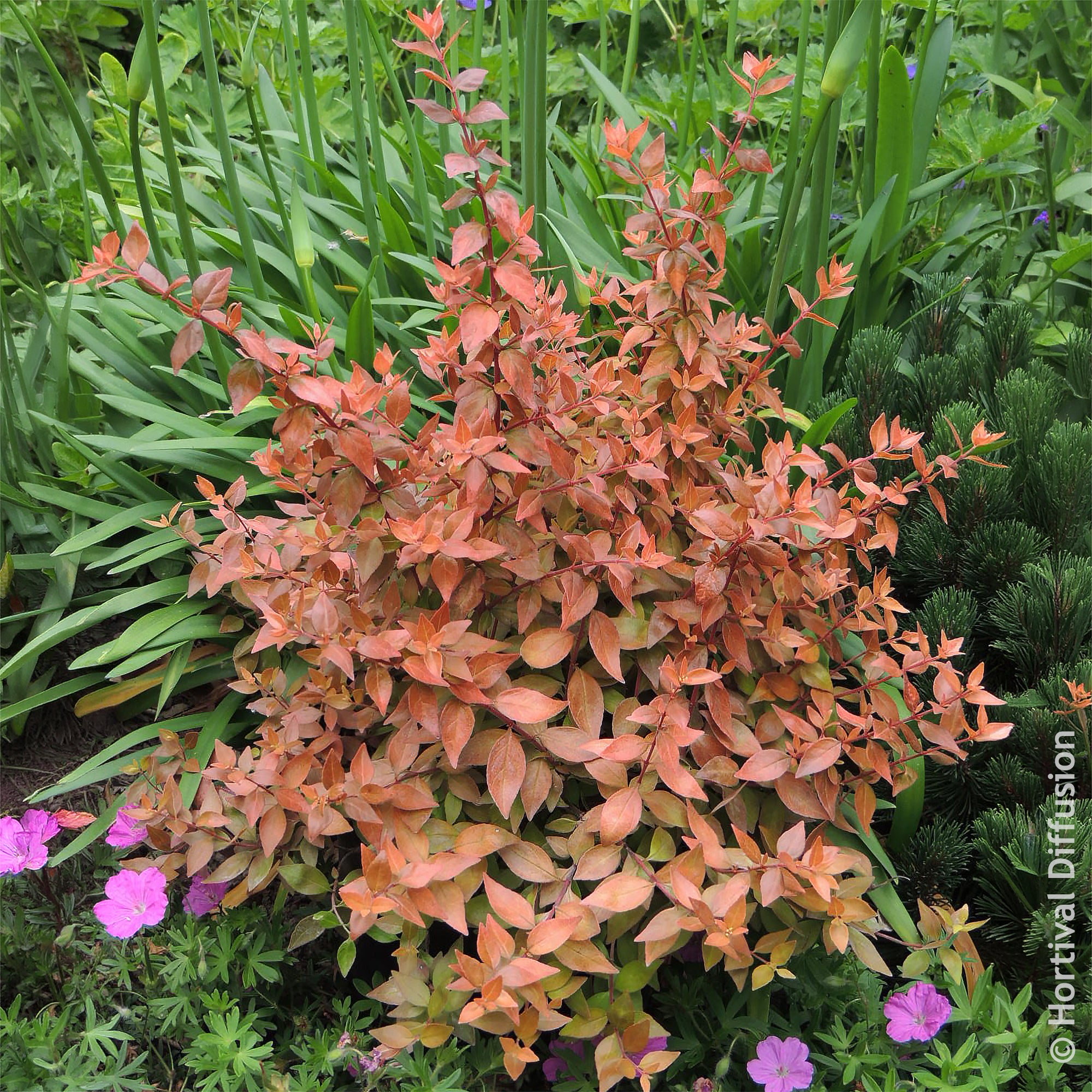 Bakker Abelia Caramel Charm arbuste pot 9cm feuillage doré