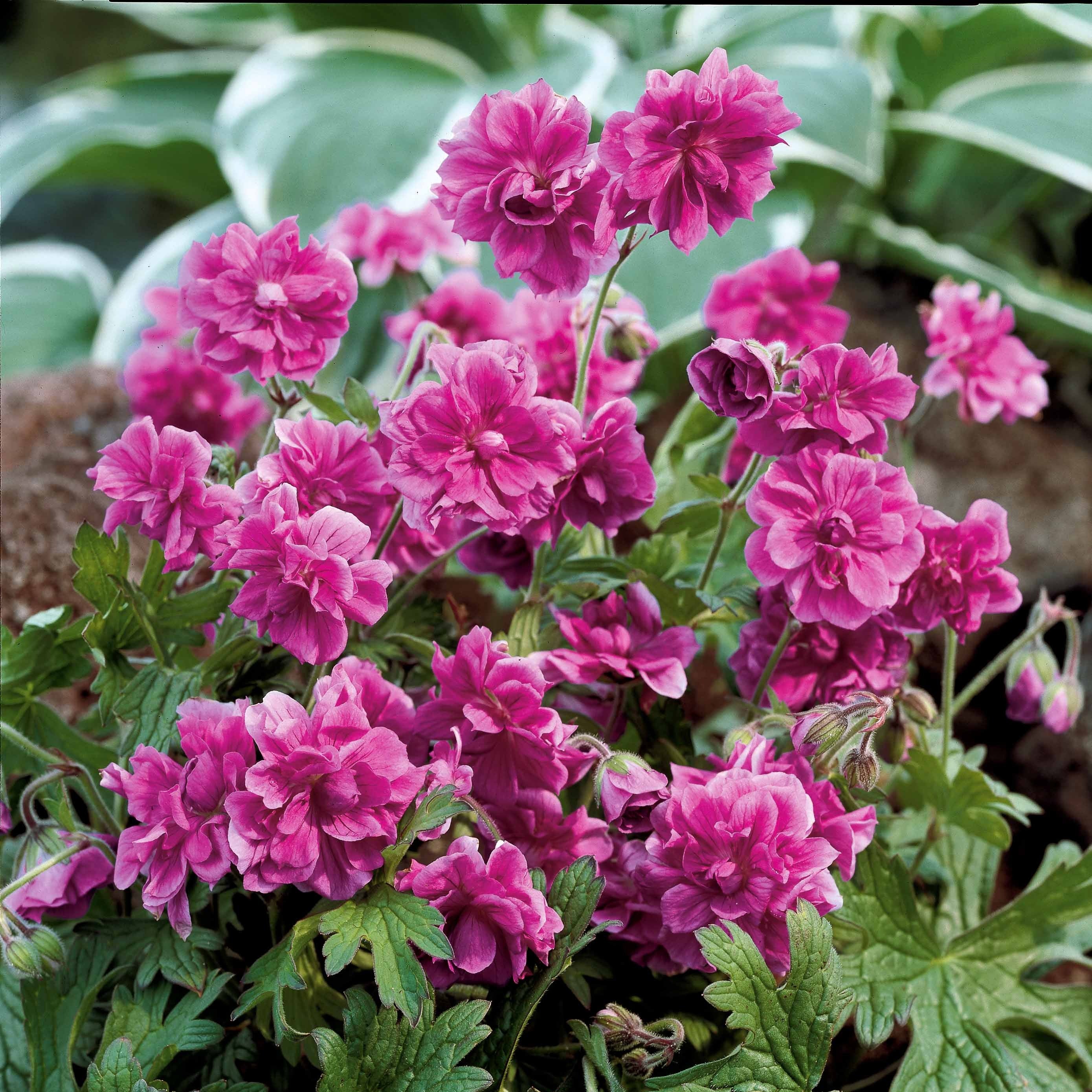 Bakker Géraniums doubles mélange vivace paquet 3 fuchsia