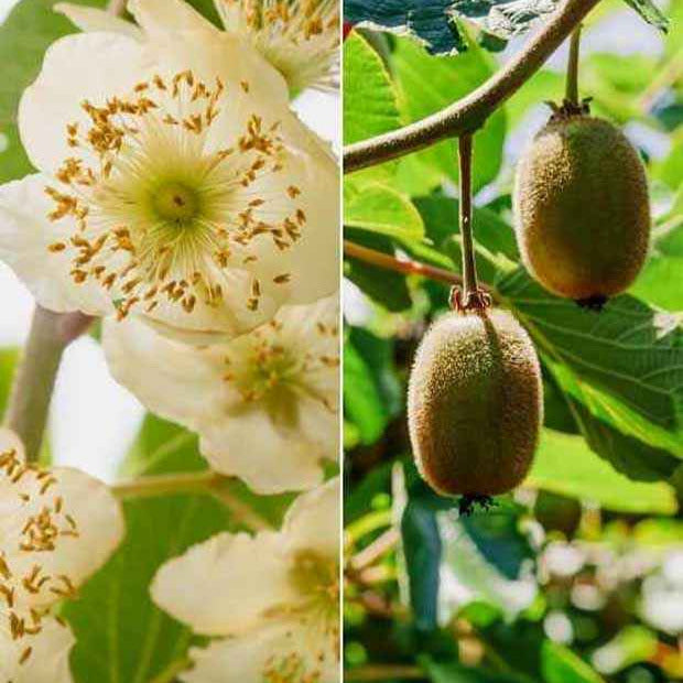 Bakker Kiwi Hayward couple fruitier 2 pots soleil
