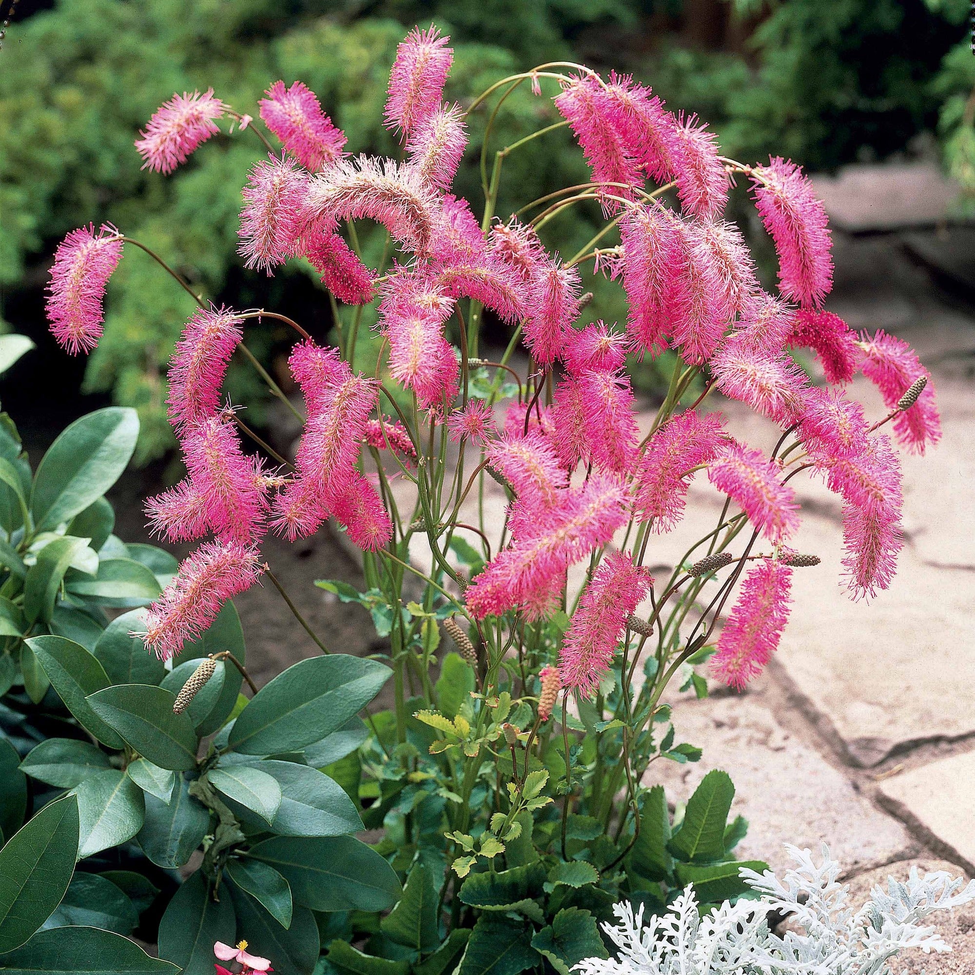 Bakker Collection Pimprenelles Véroniques vivaces 5 plants