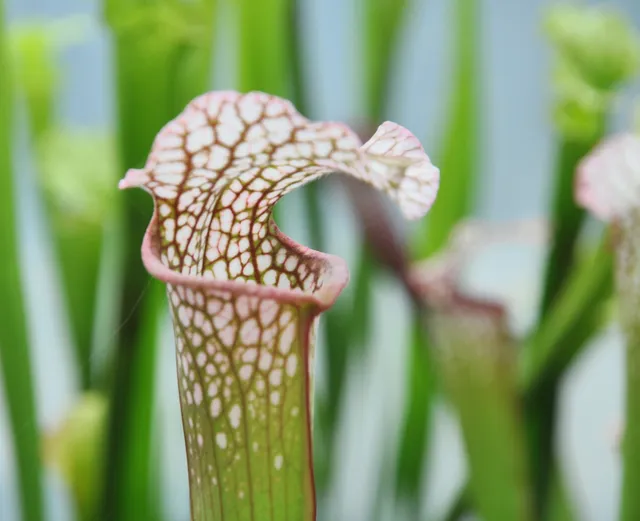 Carniflore Sarracenia Diane Whittaker plante 1 point