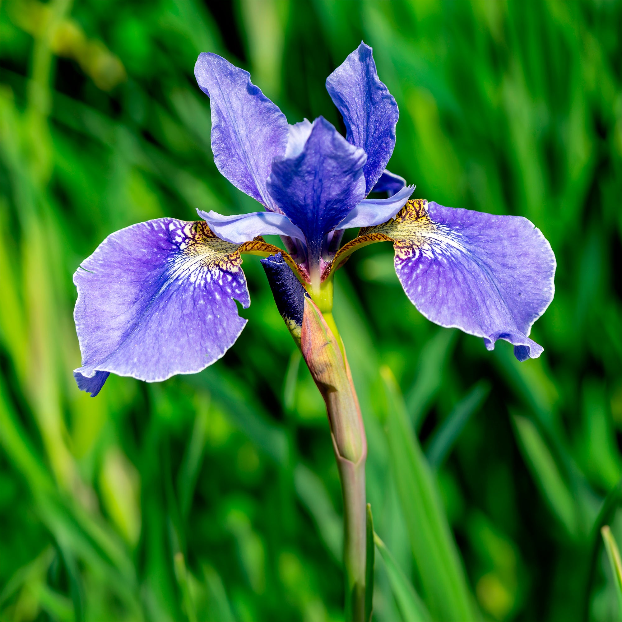 Bakker Iris de Sibérie Iris sibirica plante vivace pot 9cm