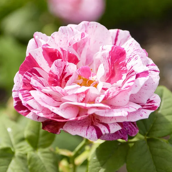 Bakker Rosier Ferdinand Pichard racine nue rose rayé
