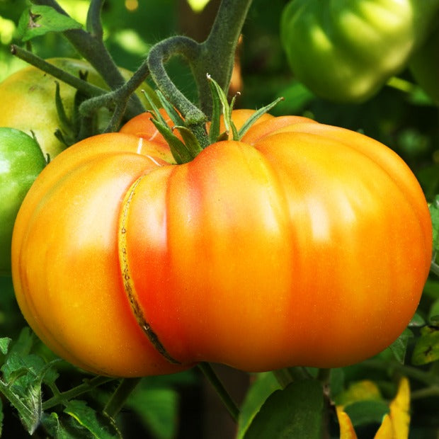 Bakker Tomate Ananas 3 plants pot Ø 10,5 cm chair douce