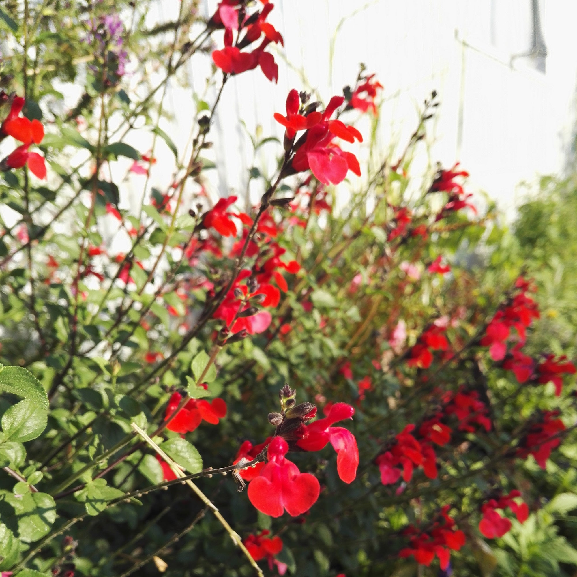 Bakker Sauge Royal Bumble Salvia arbustive rouge pot Ø 9cm