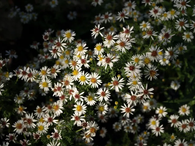 Aster ericoides Cinderella plante vivace godet fleurs blanches