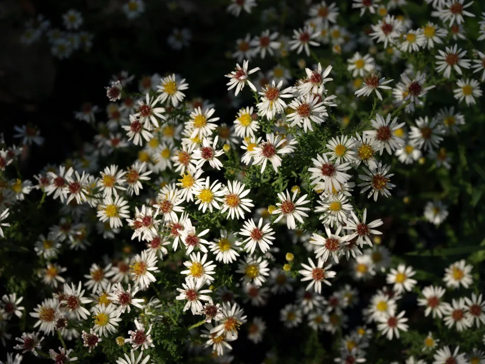 Aster ericoides Cinderella plante vivace godet fleurs blanches